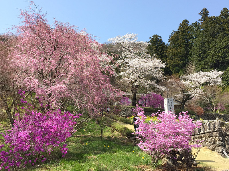 龍珠院の桜