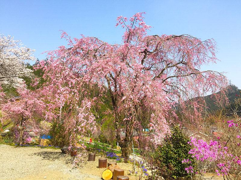 龍珠院の枝垂れ桜