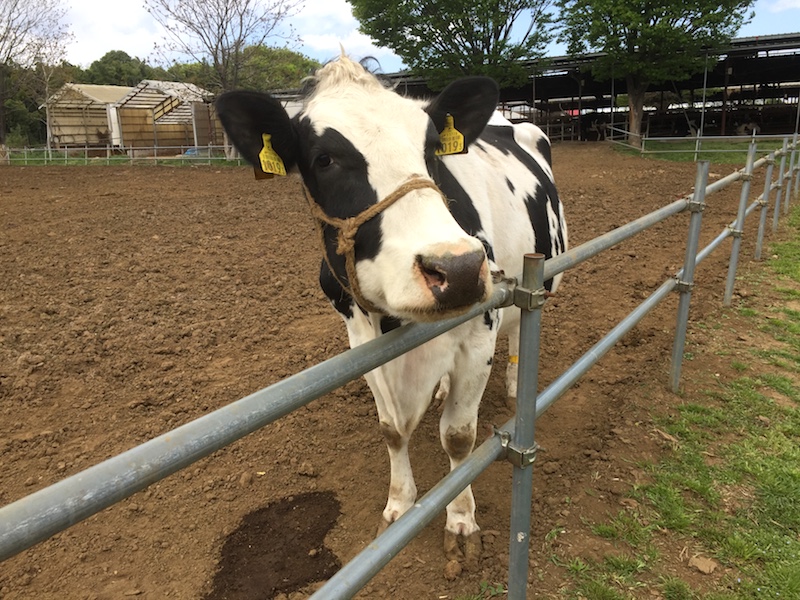 加藤牧場の間近で見れる牛さん