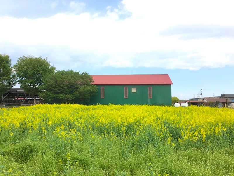 加藤牧場の菜の花畑