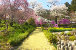 花見の穴場発見！秋川渓谷 龍珠院（乙津花の里）の桜がすごかった